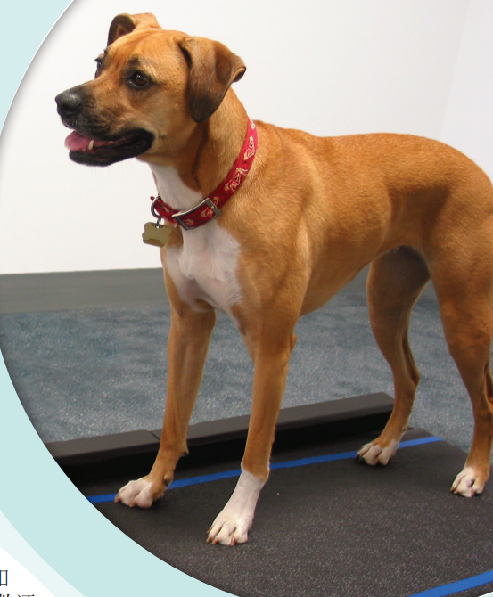 Tekscan-Walkway动物步态分析系统