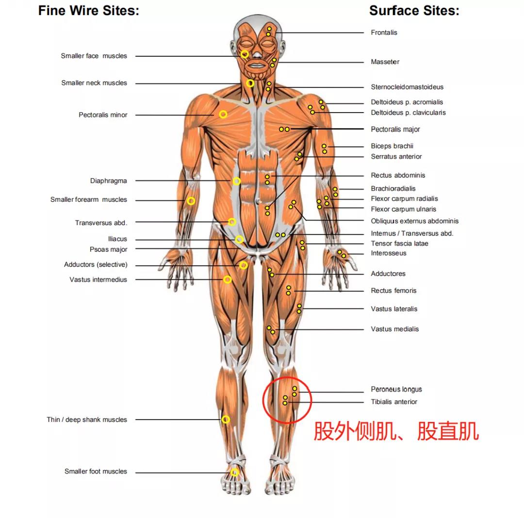 在竖直肌、股外侧肌、股直肌、斜方肌粘贴肌电放大传感器