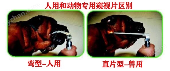 深圳益玛|动物物医疗|益玛宠物|宠物医疗耗材|宠物医生|宠物医院 深圳益玛|动物物医疗|益玛宠物|宠物医疗耗材|宠物医生|宠物医院