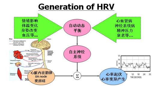 HRV信号的发生机制