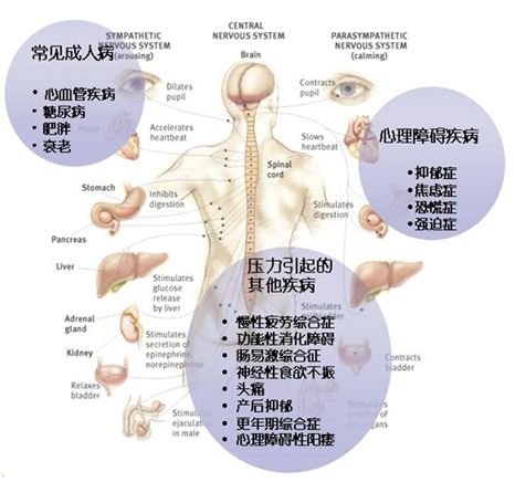 HRV 临床应用领域
