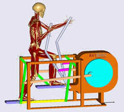 AnyBody人体建模仿真及生物力学分析系统