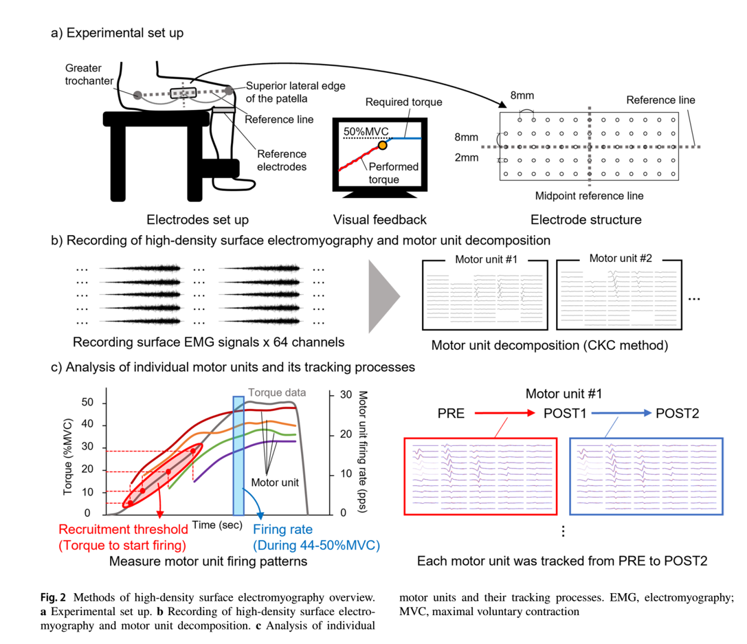 Acute effects of caffeine or quercetin ingestion on motor unit firing pattern before and after resistance exercise Acute effects of caffeine or quercetin ingestion on motor unit firing pattern before and after resistance exercise