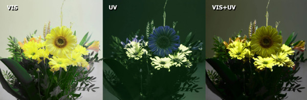 使用紫外相机成就非凡的成像